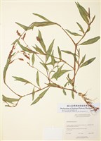 藏品(春蓼)的圖片